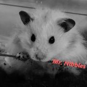 Mr. Nibbles